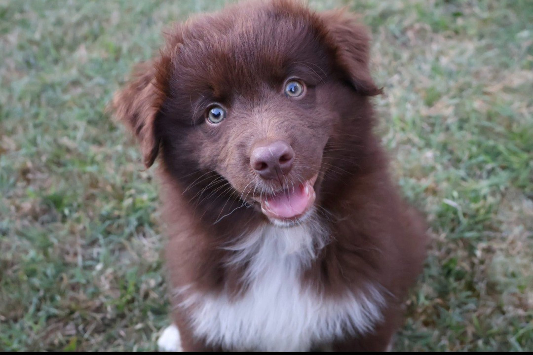 Aska Des Gardiens Du Mermoz