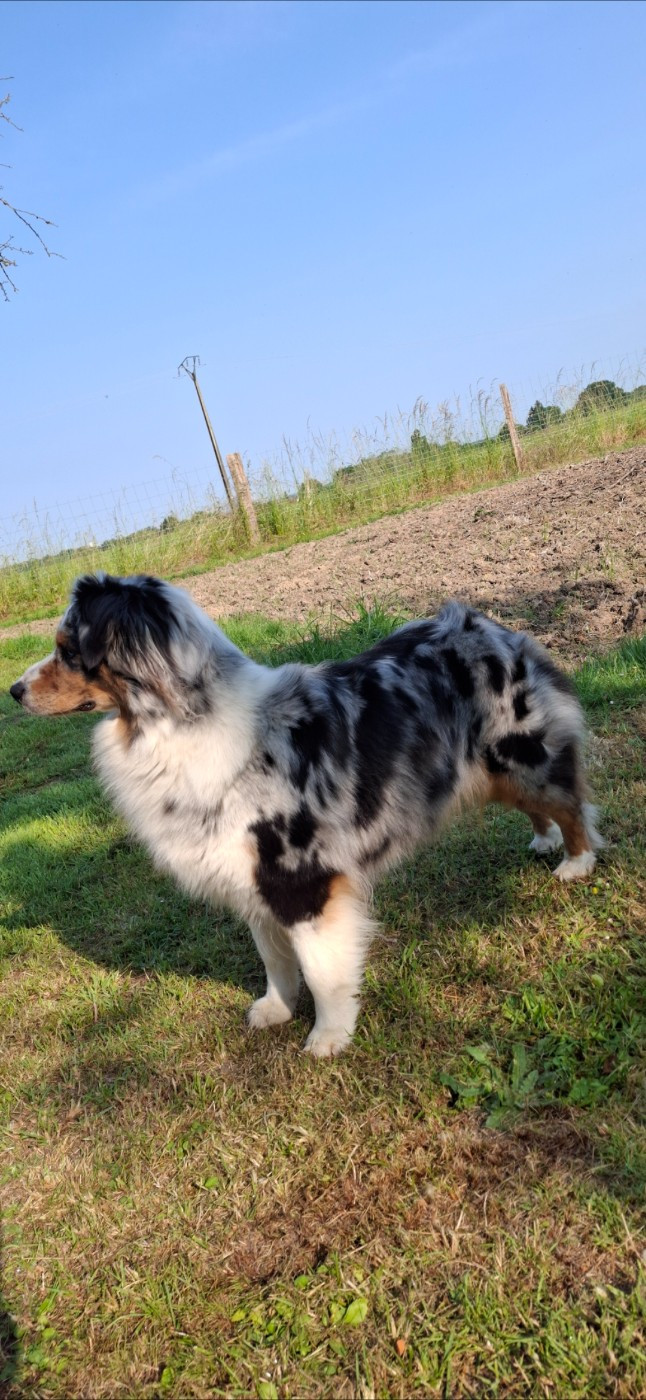 Richka Des Gardiens D'Amethystes