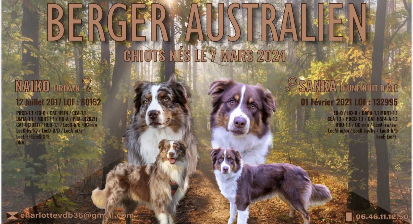 De Ohana Richland - Berger Australien - Portée née le 07/03/2024